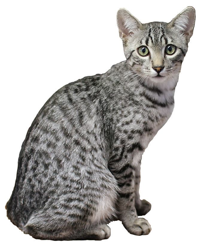 Egyptian Mau - Natural cat breed with Short coat. Origin: Egypt