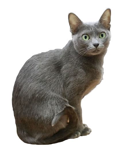 Korat - Natural cat breed with Short coat. Origin: Thailand