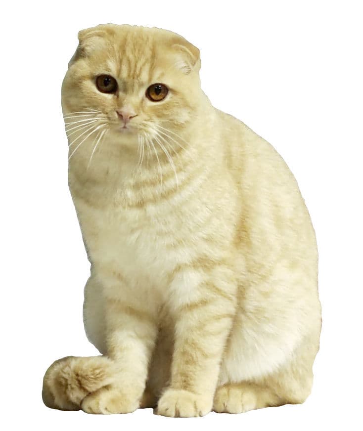 Scottish Fold cat breed - Mutation of the bones and cartilage of the ears cat with Short/long coat from Scotland, United Kingdom