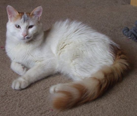 Turkish Van - Natural cat breed with Semi-long coat. Origin: Developed in United Kingdom;foundation stock from Turkey