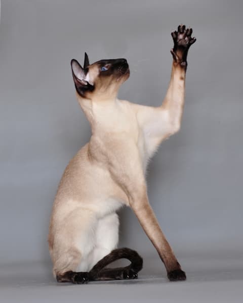 Siamese cat breed - Mutation of the Thai cat with Short coat from Developed in United States and Europe;foundation stock from Thailand