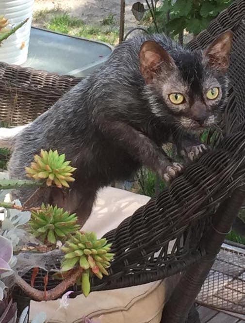 Lykoi cat breed - Mutation cat with Sparse haired coat from United States