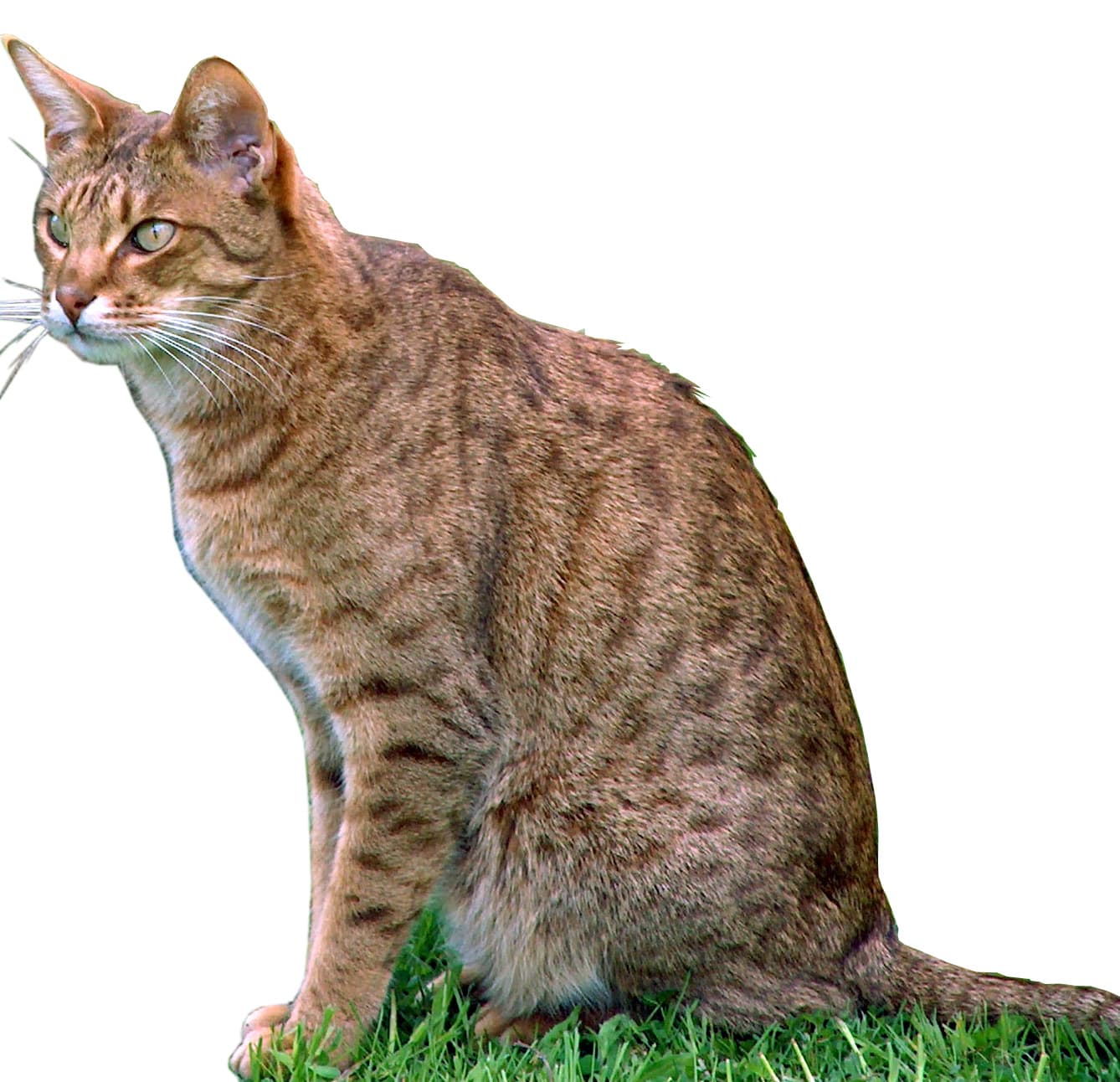 Ocicat - Crossbreed between the Abyssinian, American Shorthair and Siamese cat breed with Short coat. Origin: United States