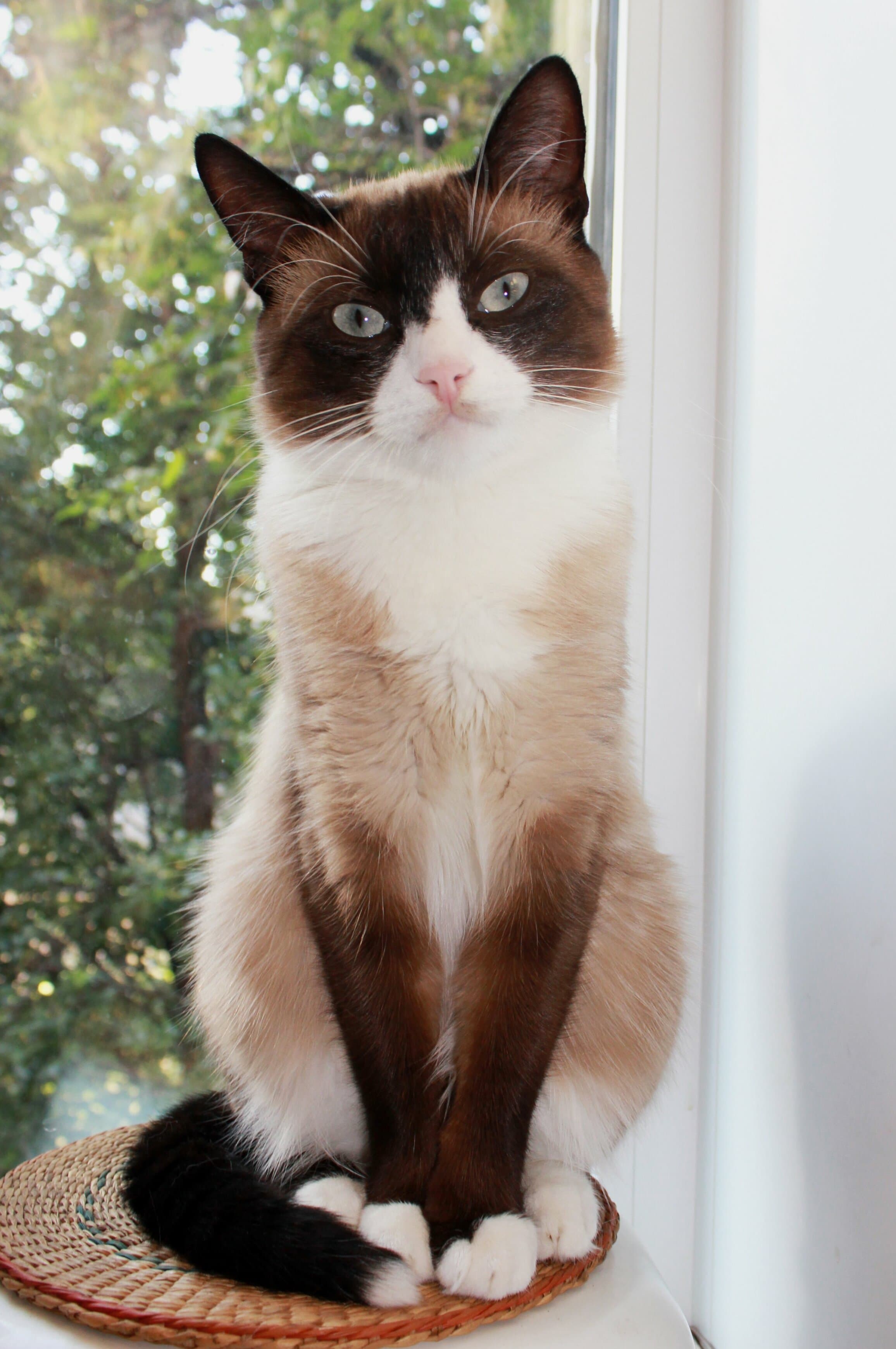 Snowshoe cat breed - Crossbreed between the American Shorthair and Siamese cat with Short coat from United States