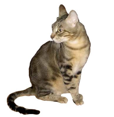 Sokoke cat breed - Natural cat with Short coat from Kenya