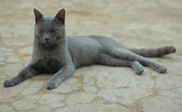 Raas cat breed - Natural cat with Short coat from Raas Island, Indonesia