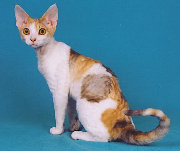 Devon Rex cat breed - Mutation cat with Rex coat from Buckfastleigh, Devon, England, United Kingdom