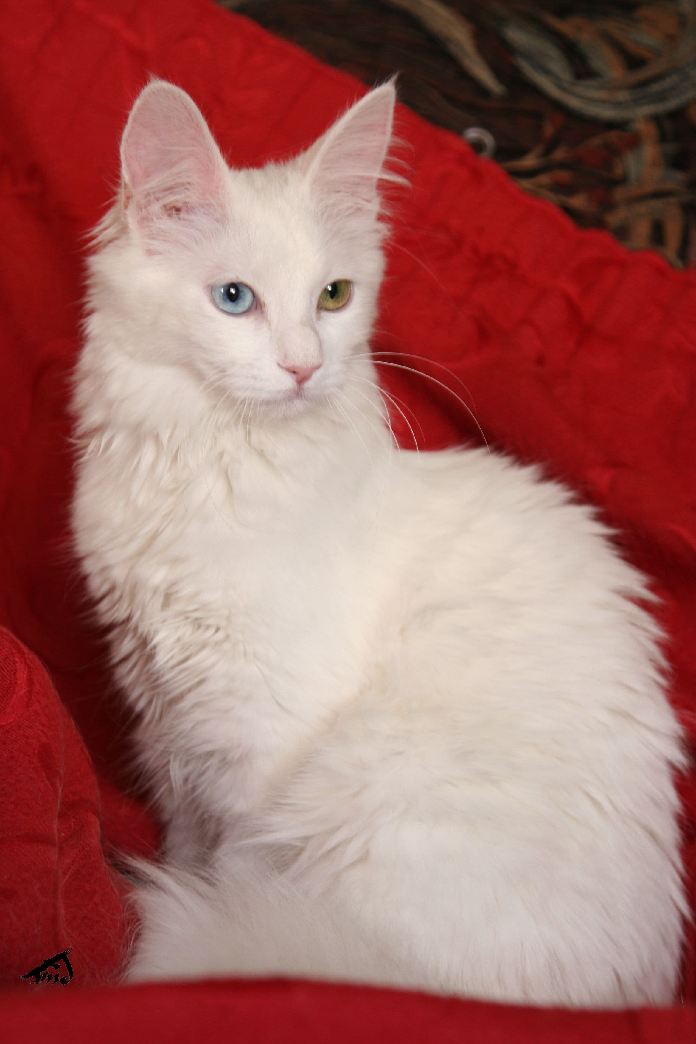 Turkish Angora cat breed - Natural cat with Semi-long coat from Turkey