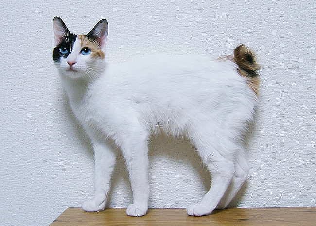 Japanese Bobtail - Mutation of shortened tail cat breed with Short/long coat. Origin: Japan[d]