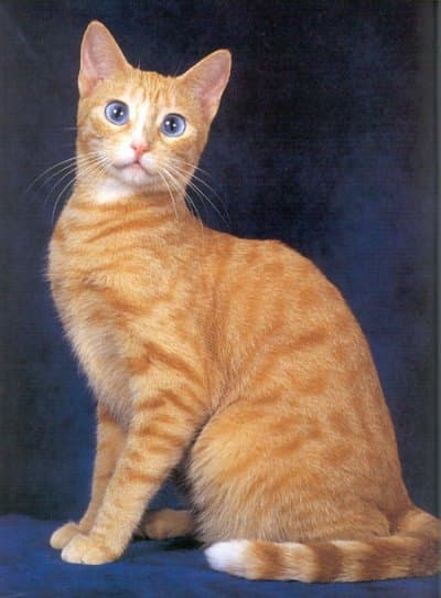 Ojos Azules - Crossbreed cat breed with Short coat. Origin: United States