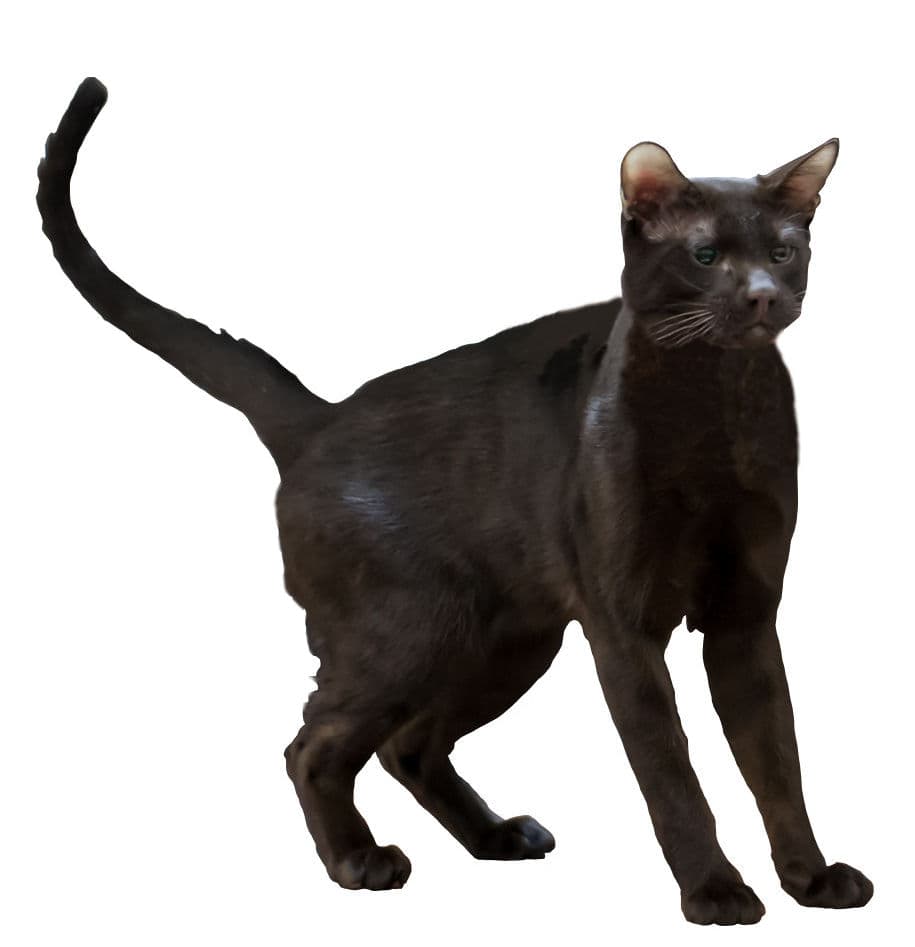 Havana Brown - Crossbreed between the Siamese and black short-haired cats cat breed with Short coat. Origin: United Kingdom (England);foundation stock from Thailand