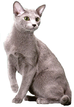 Russian Blue - Natural cat breed with Short coat. Origin: Russia