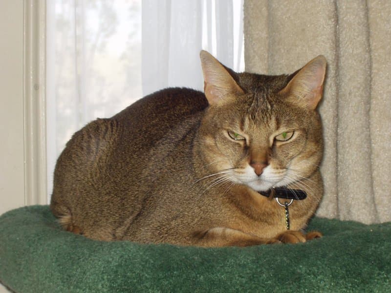 Chausie - Hybrid of the Abyssinian × jungle cat (Felis chaus) cat breed with Short coat. Origin: United States