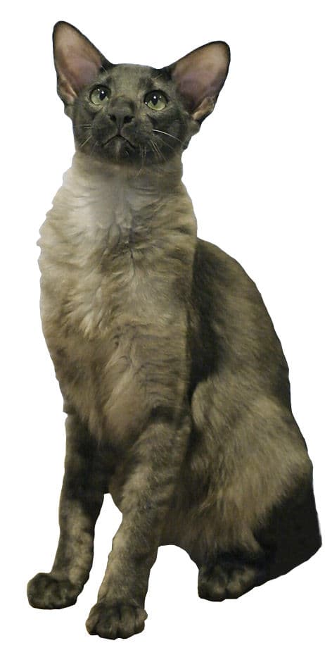 Oriental Longhair cat breed - Crossbreed between the Oriental Shorthair and long-haired cats cat with Semi-long coat from Developed in United States and United Kingdom;foundation stock ultimately from Thailand