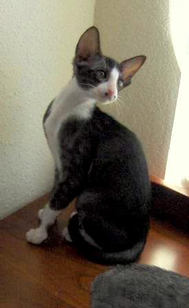 Oriental Bicolor - Color variety of the Oriental Shorthair cat breed with Short coat. Origin: Developed in United States and United Kingdom, later in Continental Europe;foundation stock ultimately from Thailand