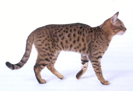 California Spangled - Crossbreed between the Abyssinian, American Shorthair and British Shorthair cat breed with Short coat. Origin: United States