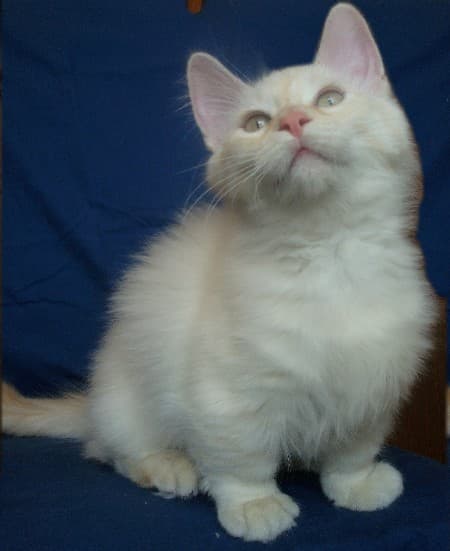 Munchkin - Mutation of dwarf cat cat breed with Short/long coat. Origin: United States