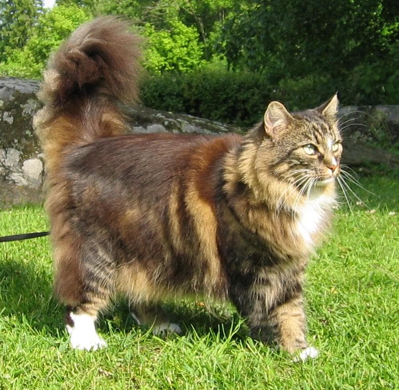 Norwegian Forest cat - Natural cat breed with Long coat. Origin: Norway