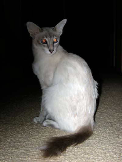 Javanese cat breed - Crossbreed between the Balinese (with some Colorpoint Shorthair), Oriental Longhair and Siamese cat with Long coat from Developed in United States and Canada;foundation stock from Southeast Asia