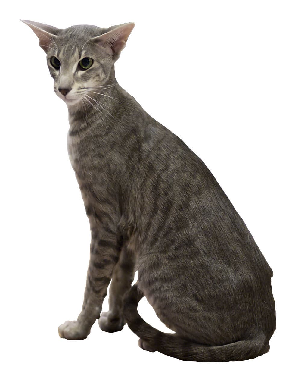 Oriental Shorthair cat breed - Crossbreed between the European Shorthair and Siamese cat with Short coat from Developed in United States and United Kingdom;foundation stock ultimately from Thailand