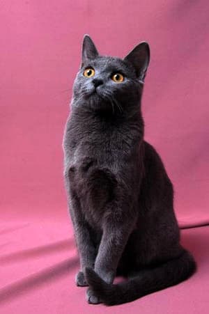 Chartreux cat breed - Natural cat with Short coat from France