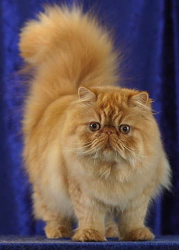 Persian (modern) cat breed - Mutation of the Traditional Persian cat with Long coat from Developed in United States and Europe;foundation stock from Greater Iran