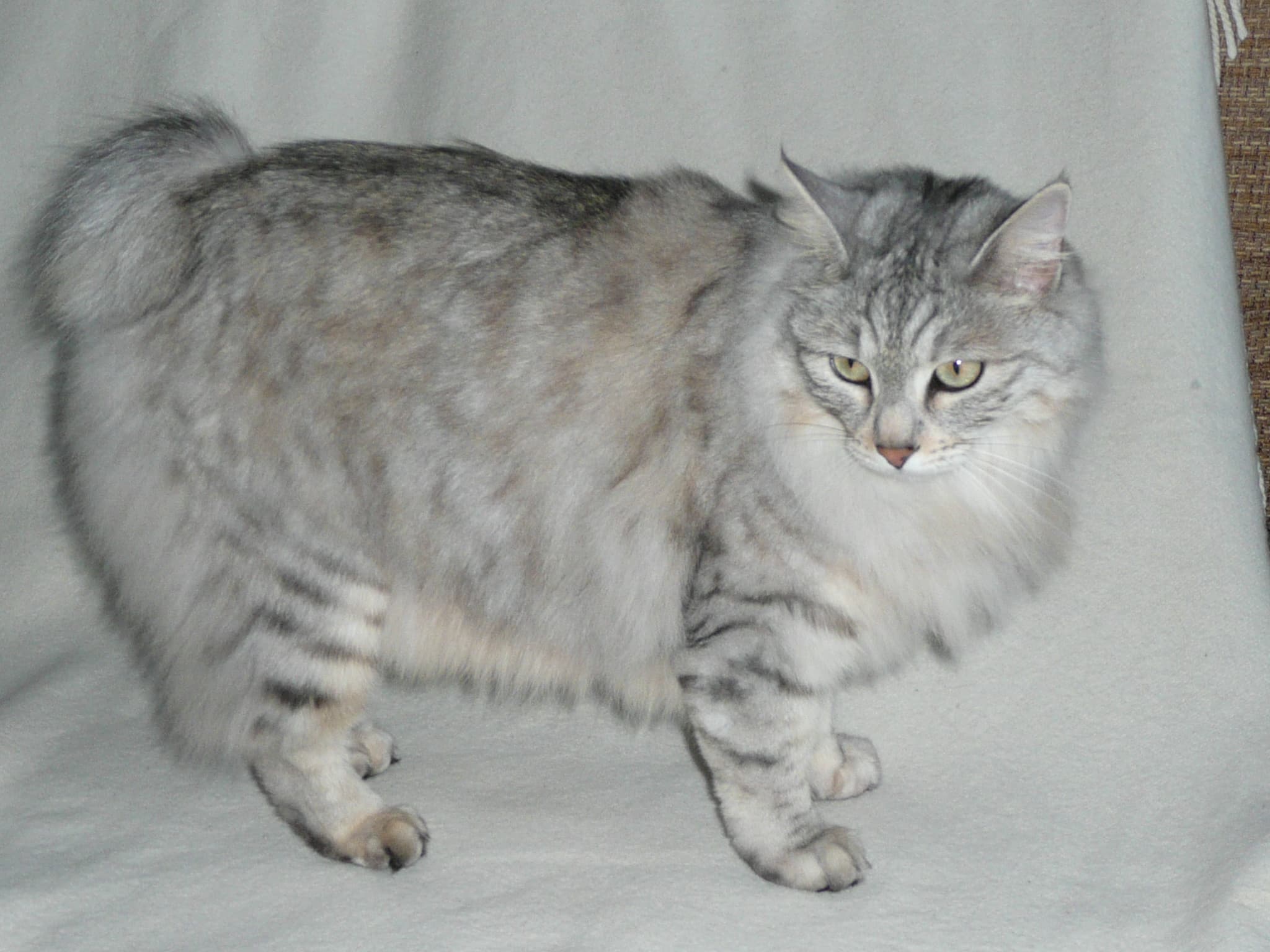 Kurilian Bobtail cat breed - Natural, mutation of shortened tail cat with Short/long[13] coat from Kuril Islands, North Pacific