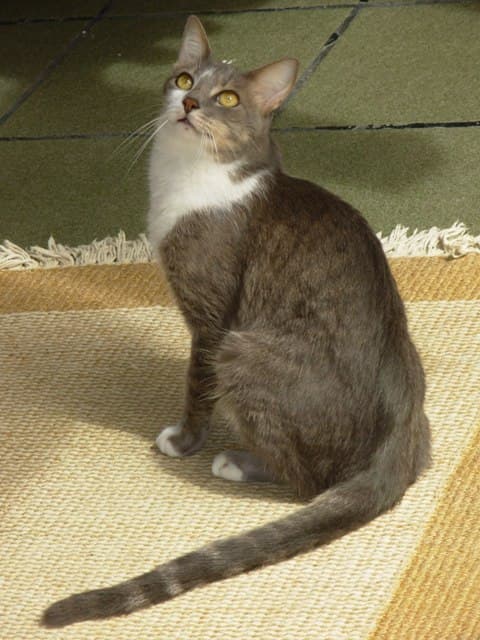 Brazilian Shorthair cat breed - Natural cat with Short coat from Brazil