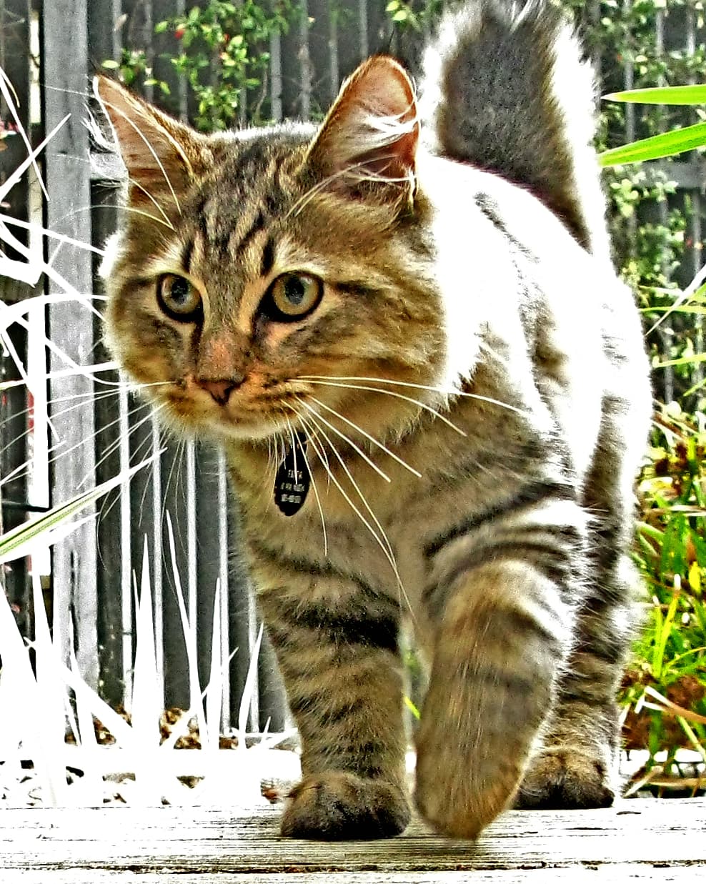 American Bobtail - Mutation of shortened tail cat breed with Semi-long coat. Origin: United States