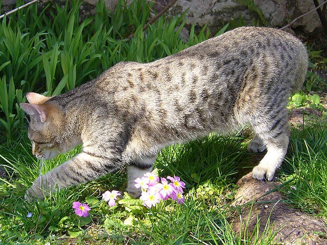 Pixie-bob cat breed - Mutation cat with Short coat from United States