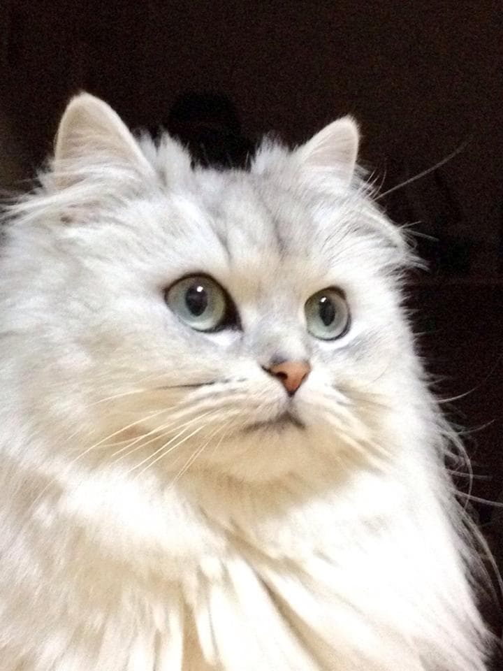 Persian (traditional) - Natural, but some crossbreeding with the Turkish Angora cat breed with Long coat. Origin: Greater Iran