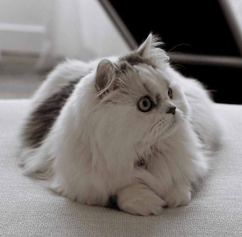 Minuet cat breed - Crossbreed between the Persian and Munchkin cat with Short/long coat from United States