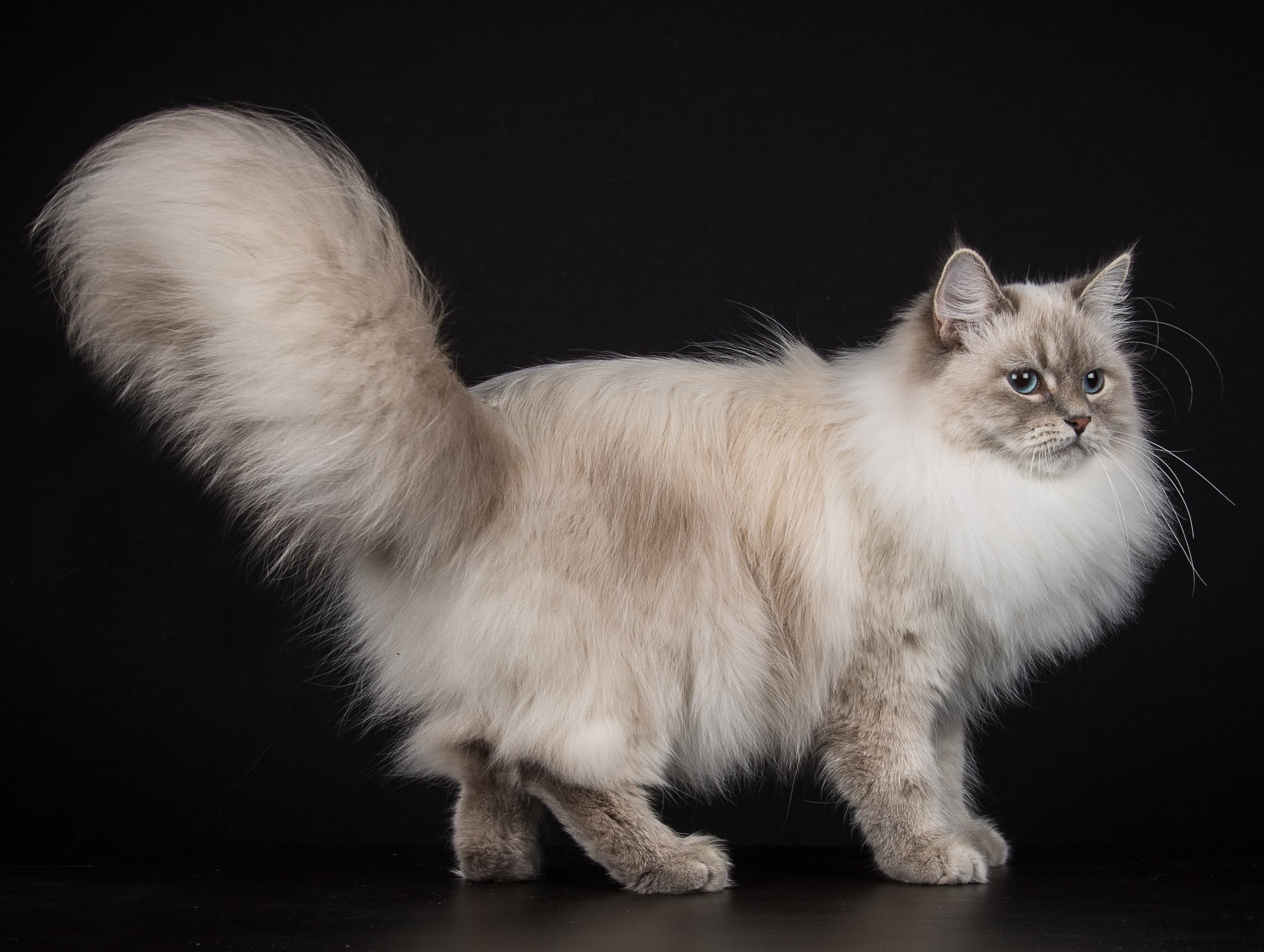 Neva Masquerade cat breed - Crossbreed between the Siberian and a colorpoint cat[22] cat with Long[13] coat from Russia