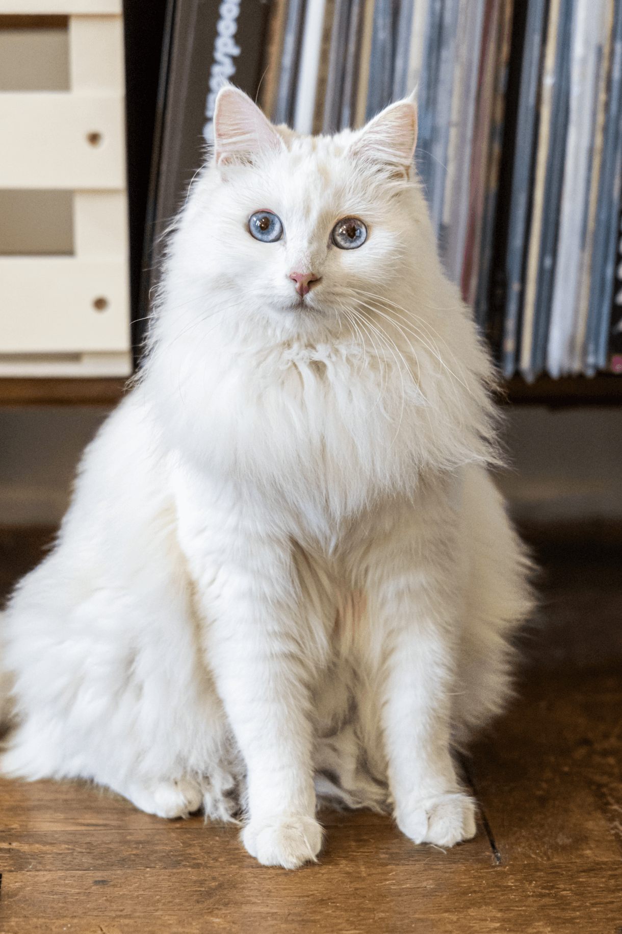 Siberian cat breed - Natural cat with Semi-long/long coat from Siberian Tundra, Russia.