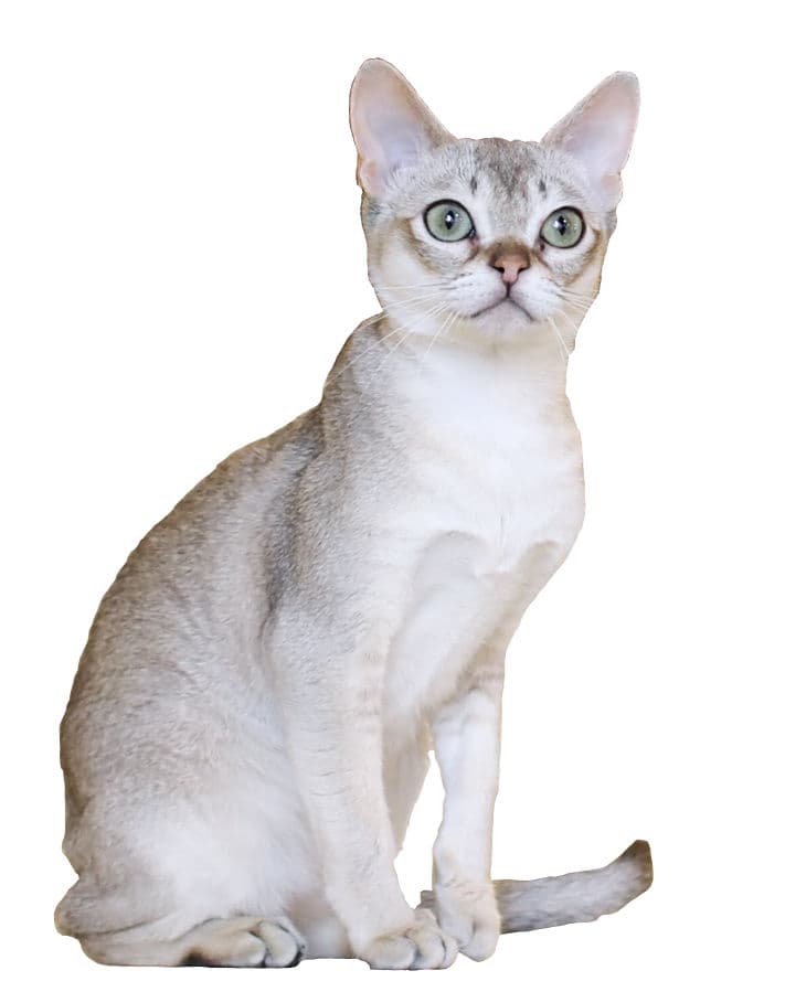 Singapura cat breed - Possibly a mutation of a crossbreed (excluding the Munchkin), solving why they are so small cat with Short coat from Developed in United States;foundation stock from Singapore