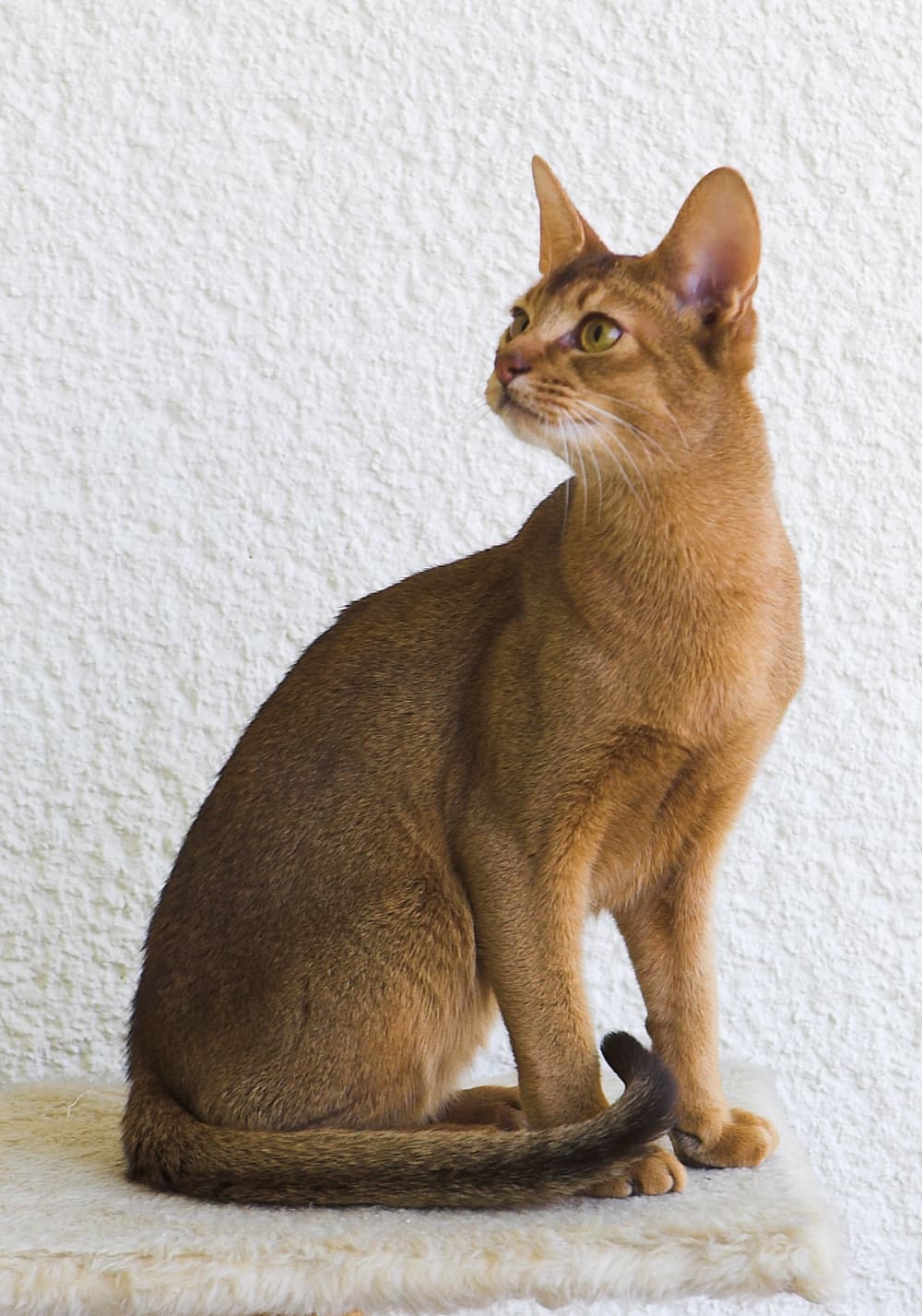 Abyssinian - Natural cat breed with Short coat. Origin: Unspecified, but somewhere in Afro-Asia, likely Ethiopia