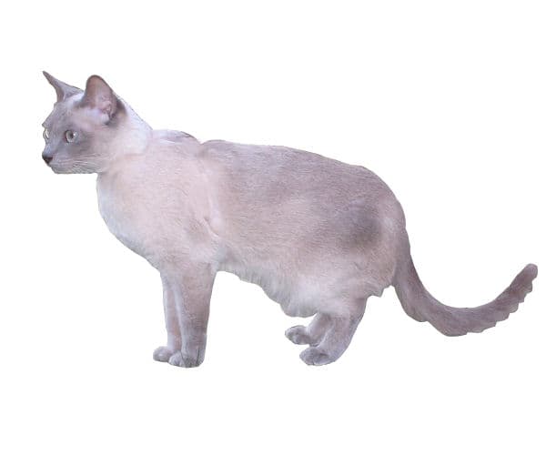 Tonkinese cat breed - Crossbreed between the Burmese and Siamese cat with Short coat from Canada, United States