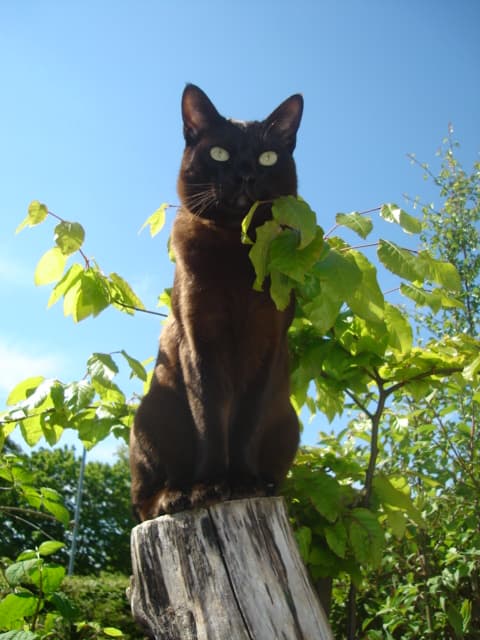 Asian cat breed - Crossbreed between the Burmese and Chinchilla Persians cat with Short coat from United Kingdom