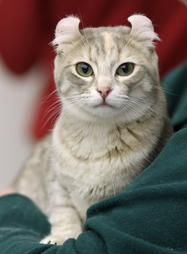 American Curl - Mutation cat breed with Semi-long coat. Origin: United States