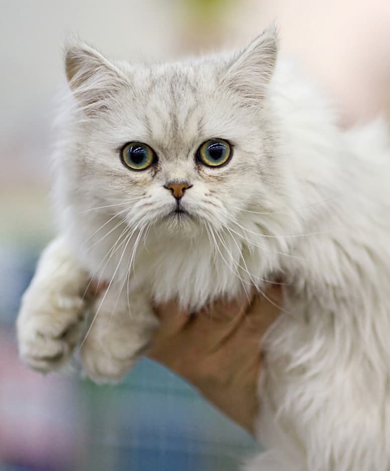 Asian Semi-longhair - Crossbreed between the Burmese and Chinchilla Persians cat breed with Semi-long coat. Origin: United Kingdom