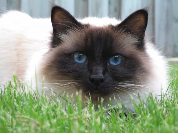 Birman cat breed - The original Birman was crossed with the Siamese and the Persian to create the Birman of today. cat with Semi-long coat from Developed in France;foundation stock from Burma (Myanmar)