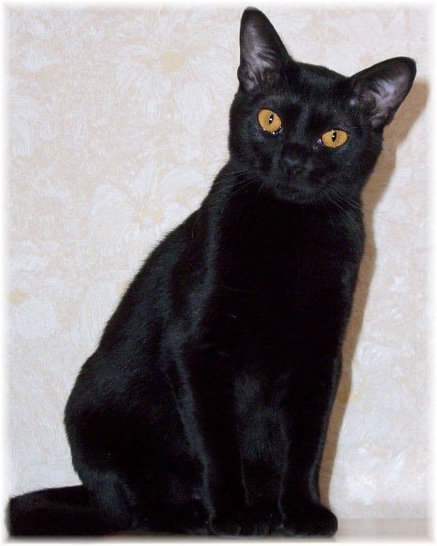 Bombay cat breed - Crossbreed between the Black American Shorthair and Sable Burmese cat with Short coat from United States and Burma (Myanmar)