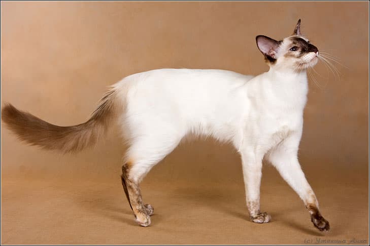 Balinese cat breed - Mutation of the Siamese cat with Long coat from Developed in United States;foundation stock from Thailand