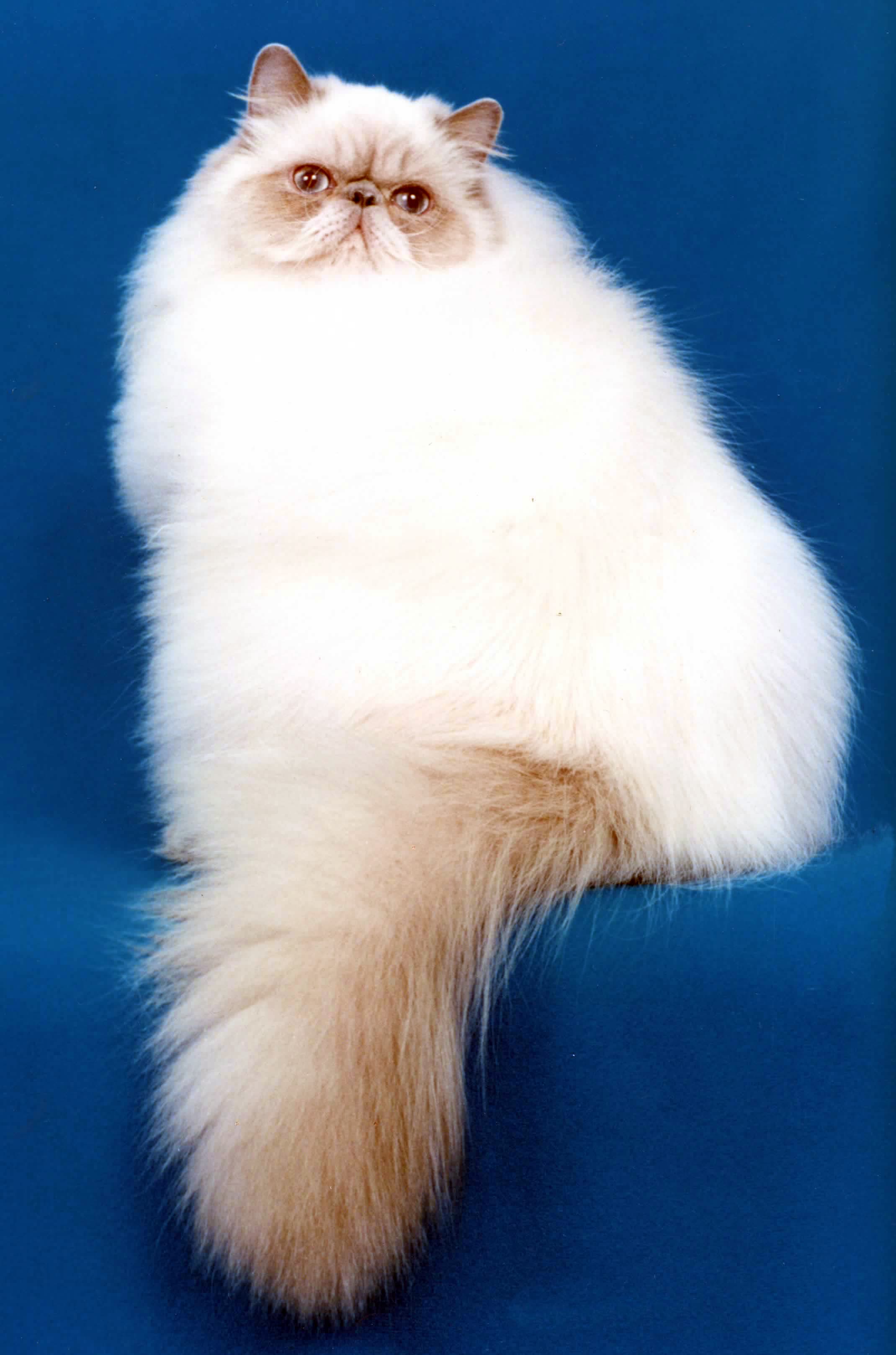 Himalayan cat breed - Crossbreed between the Persian and Siamese cat with Long coat from United States and United Kingdom