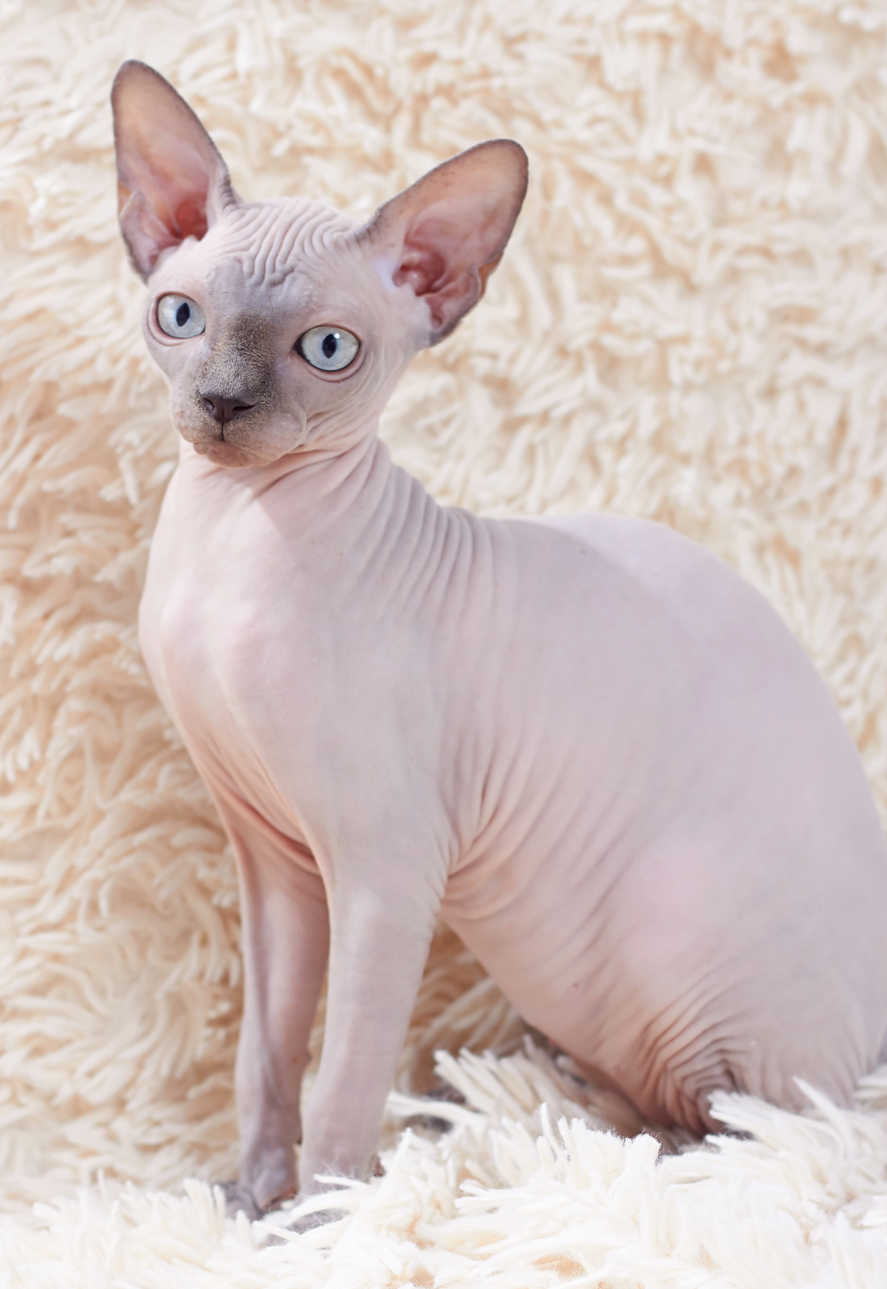 Sphynx - Mutation cat breed with Hairless coat. Origin: Canada, Europe