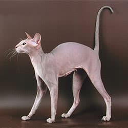 Peterbald cat breed - Mutation cat with Hairless coat from Russia