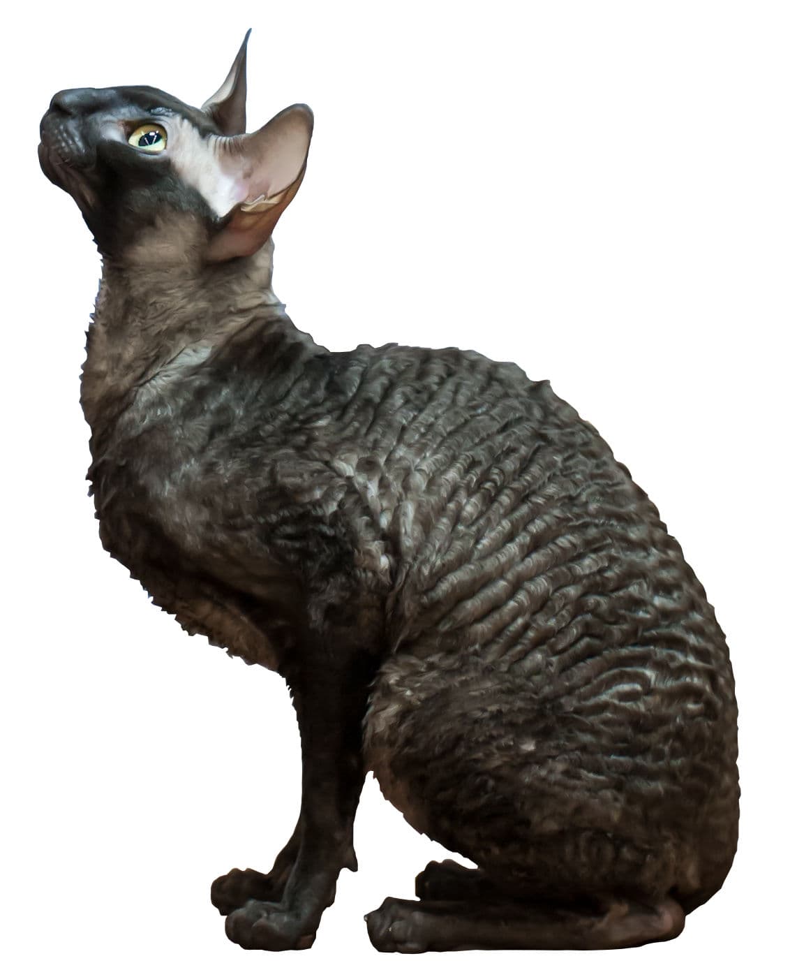 Cornish Rex cat breed - Mutation cat with Rex coat from Cornwall, England,
United Kingdom