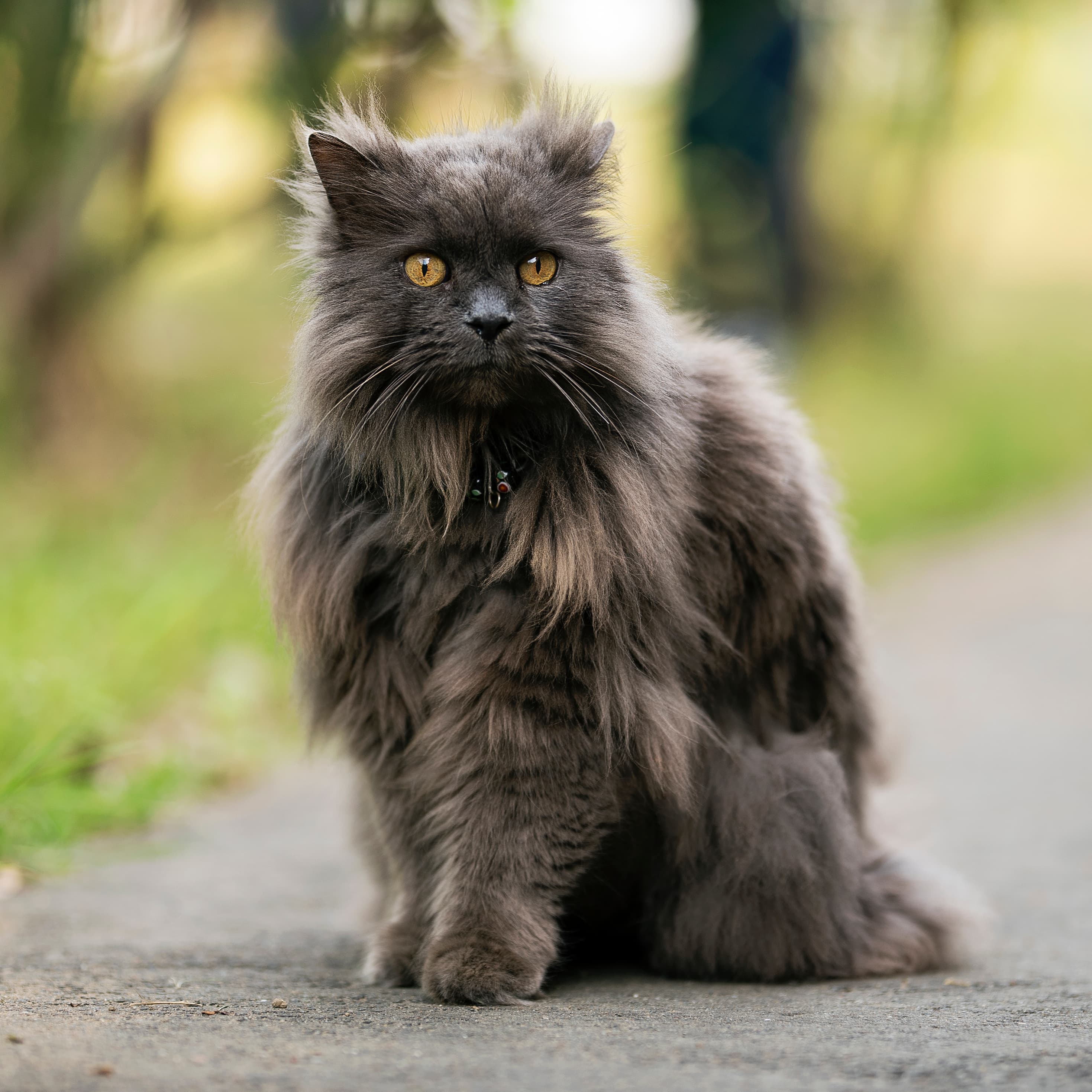 Chantilly-Tiffany - Natural cat breed with Long coat. Origin: United States