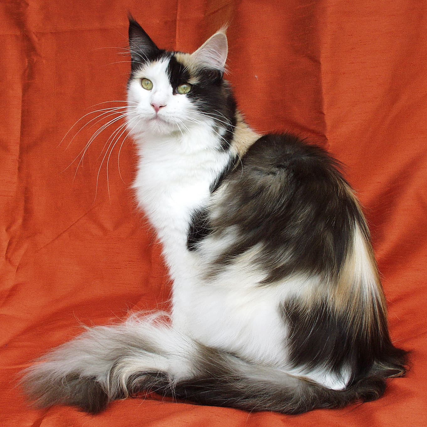 Maine Coon cat breed - Natural, crossbreed cat with Semi-long/long coat from United States