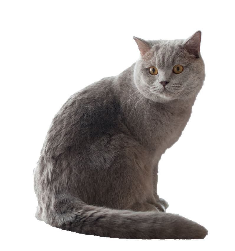 British Shorthair - Natural cat breed with Short coat. Origin: United Kingdom (England)